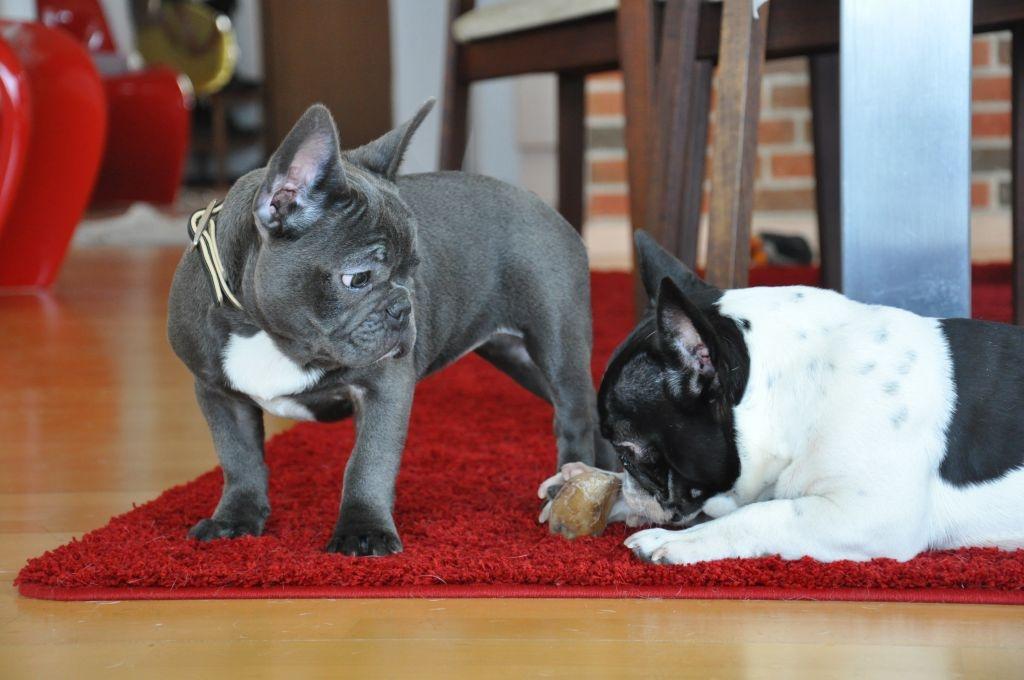 Fransk bulldog Buffy - Ejjj det er ærgeligt det er hende der bestemmer, det ben ser nu godt ud !!! billede 5