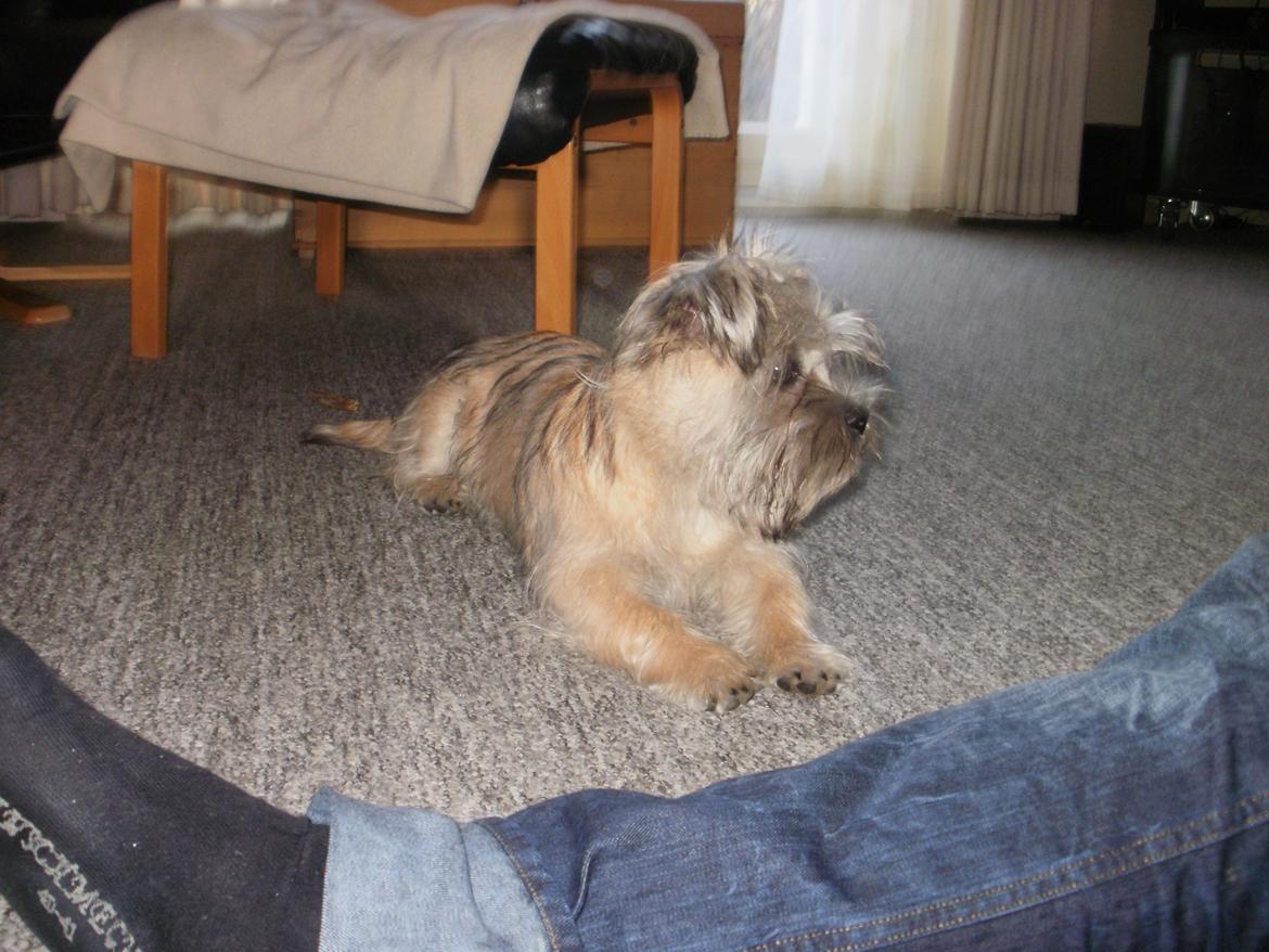 Blanding af racer Zeus billede 6