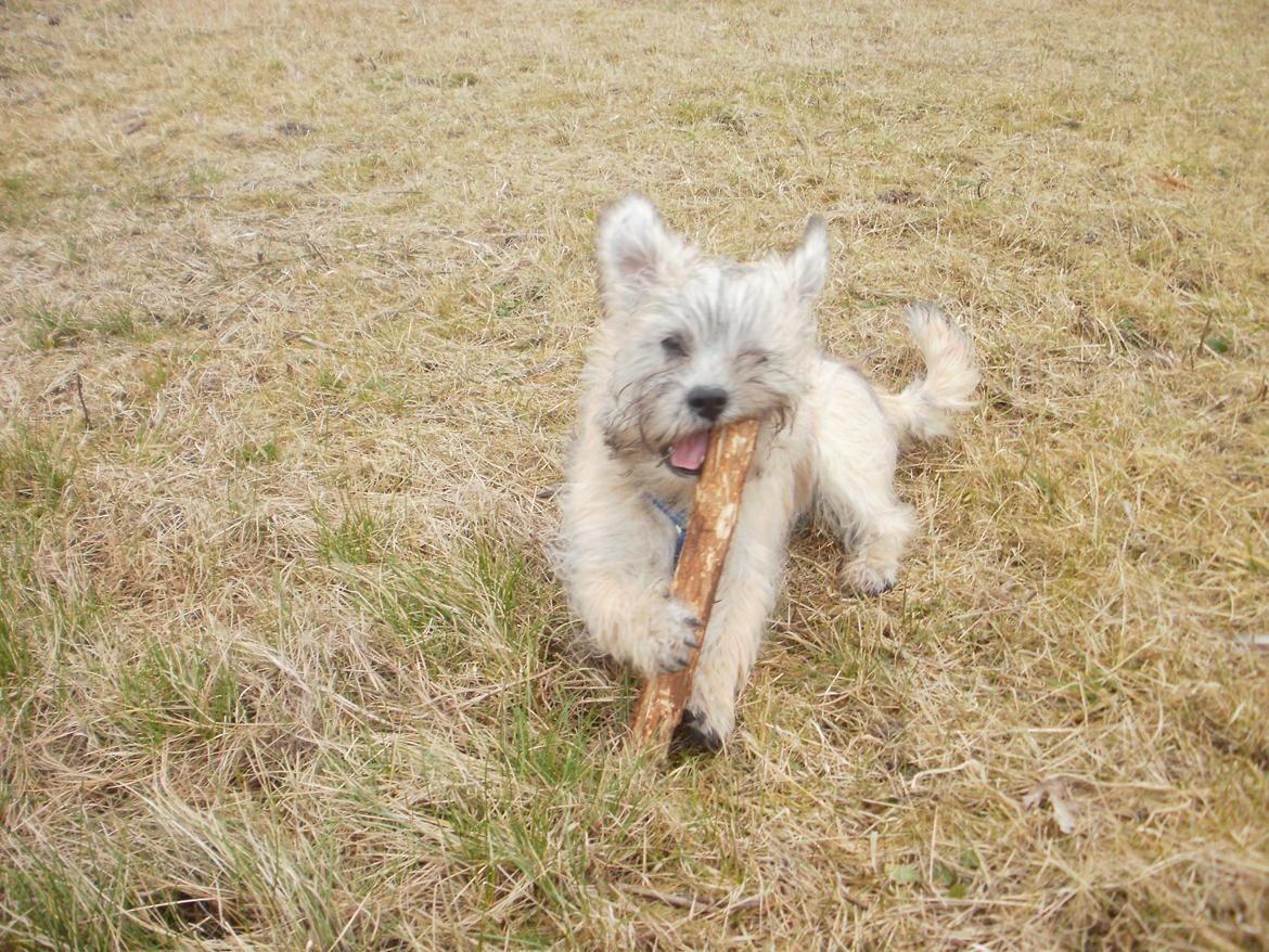 Blanding af racer Zeus billede 4