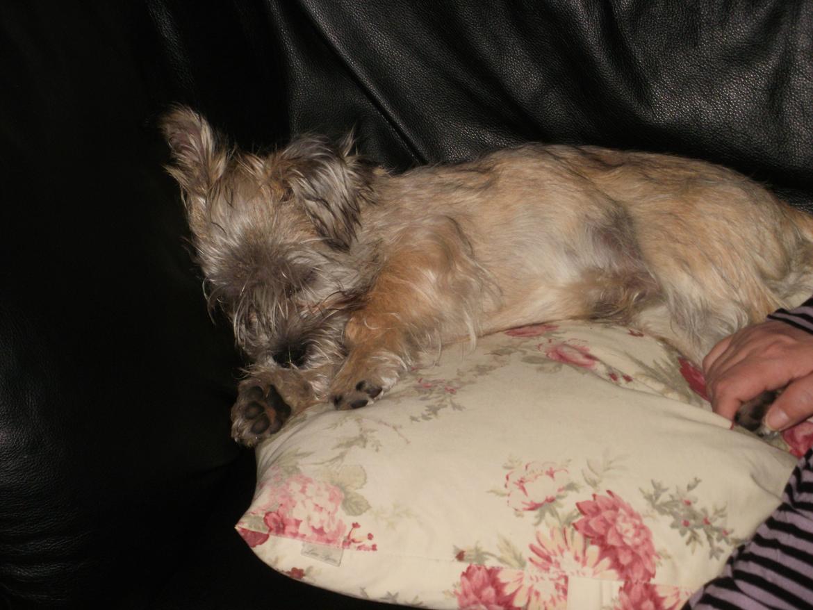 Blanding af racer Zeus billede 7