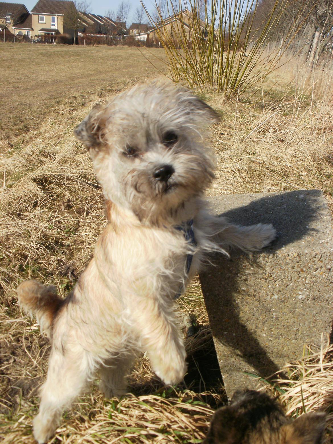 Blanding af racer Zeus billede 1