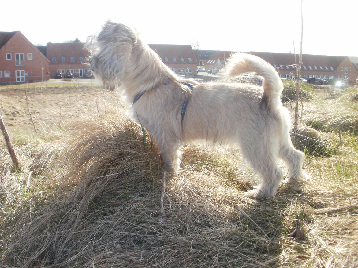 Blanding af racer Zeus billede 5