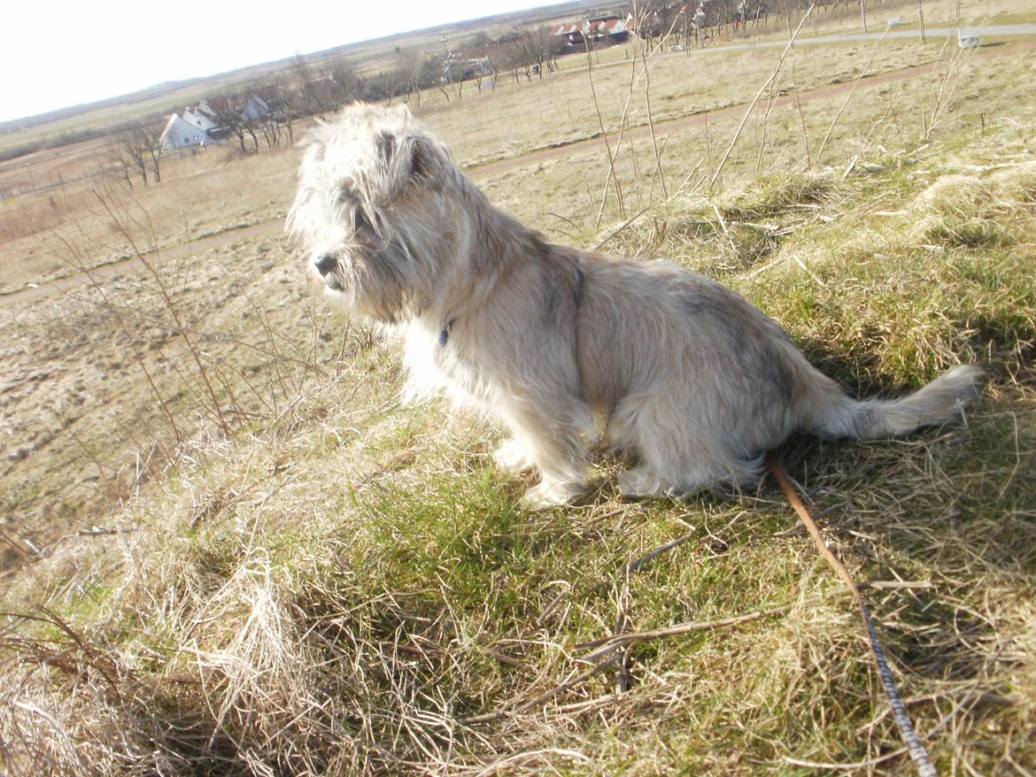 Blanding af racer Zeus billede 2