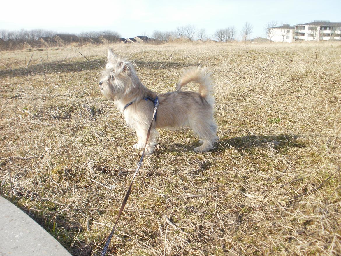 Blanding af racer Zeus billede 3