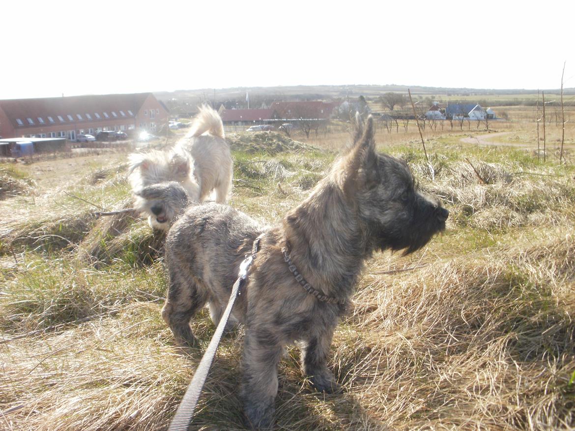 Cairn terrier Tjalfe billede 9