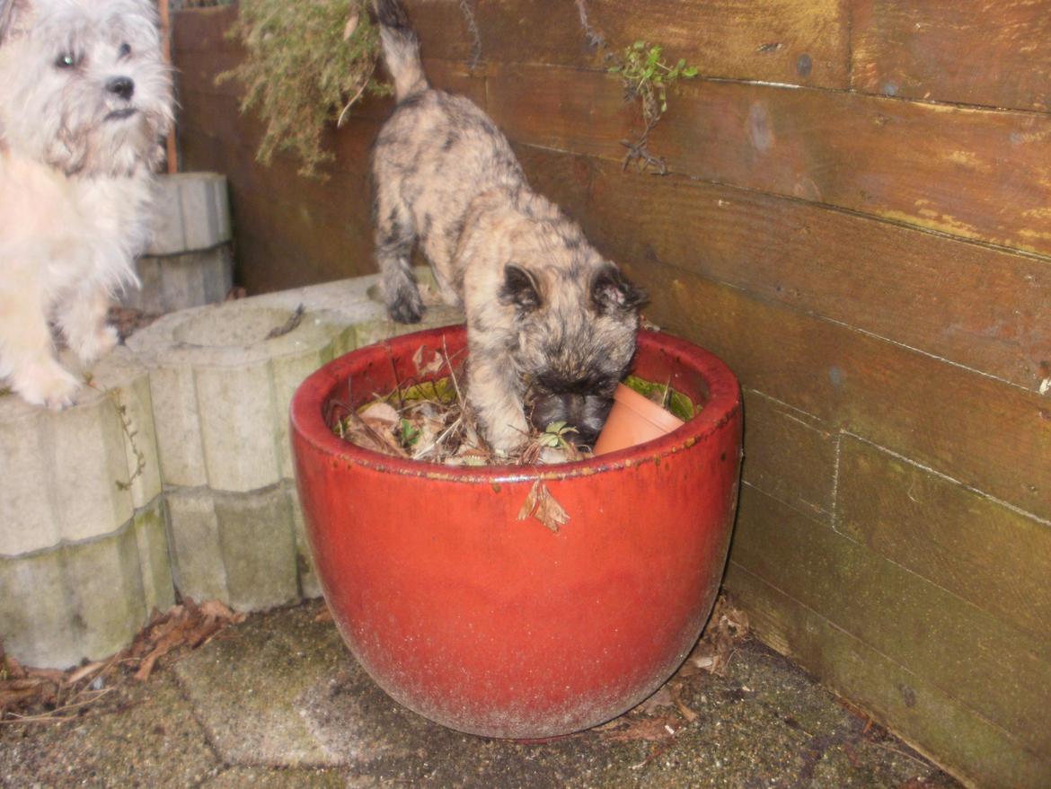 Cairn terrier Tjalfe billede 10