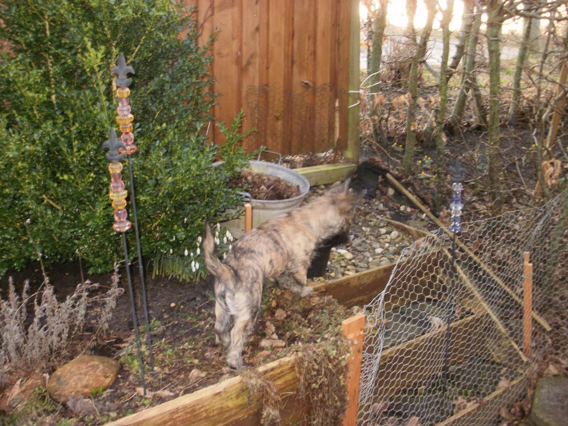 Cairn terrier Tjalfe billede 11