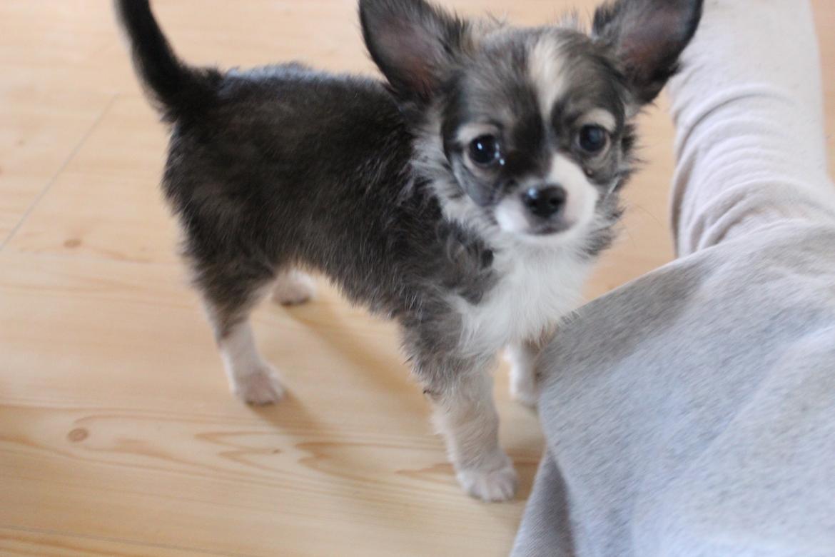 Chihuahua Balou - Min lille chihuahua hvaps - 8 uger. billede 2