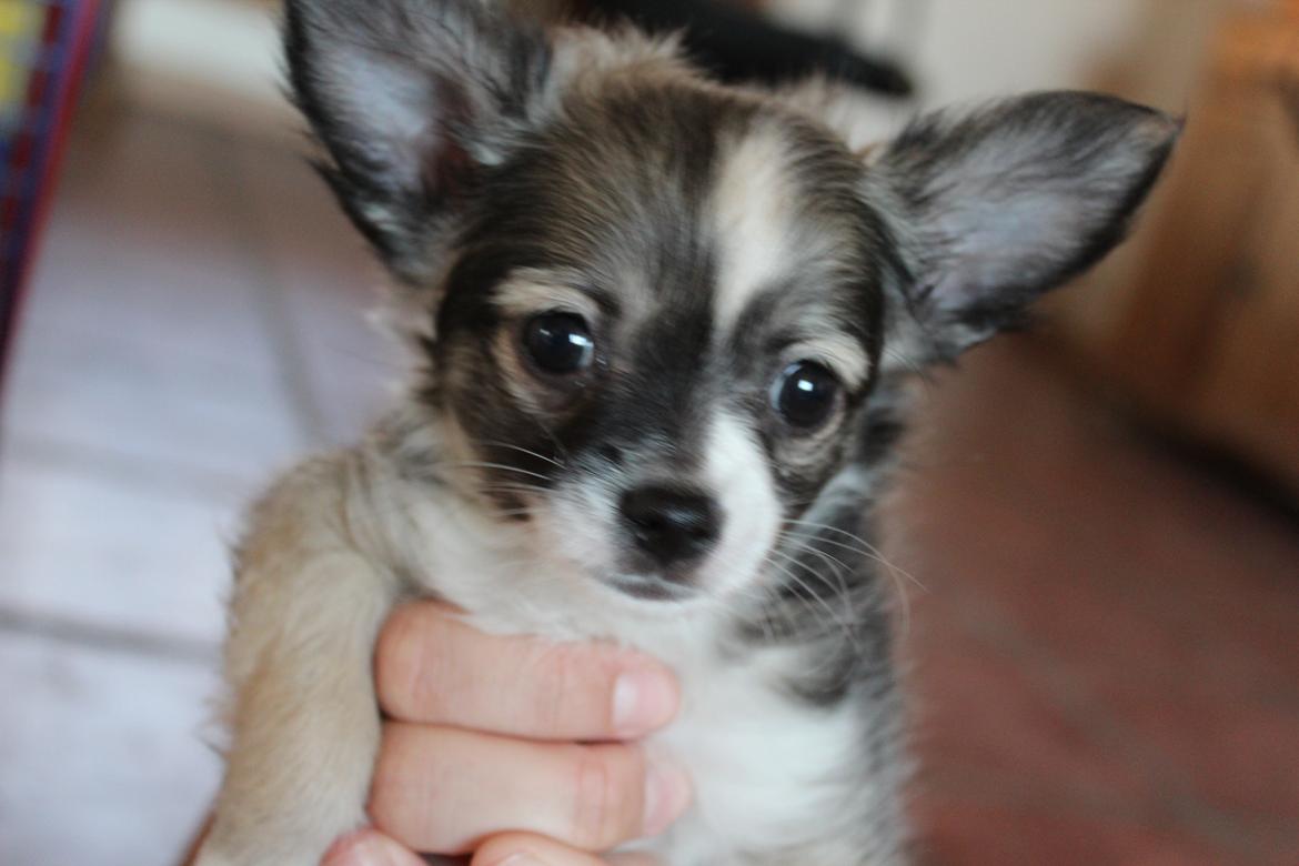 Chihuahua Balou - Min lille chihuahua hvaps - 8 uger.

En meget fotogen herre :D billede 3