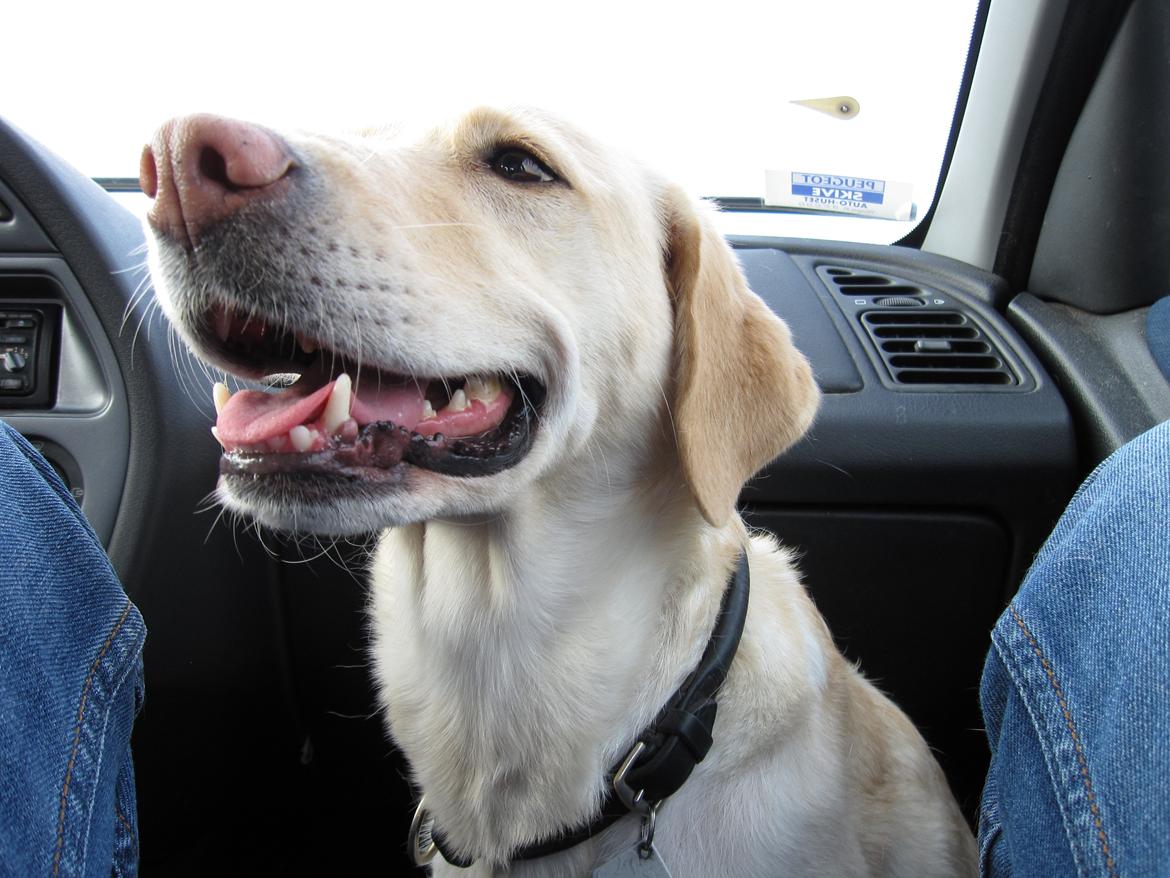 Labrador retriever Donna - Den dejlige Donna!<333 billede 1