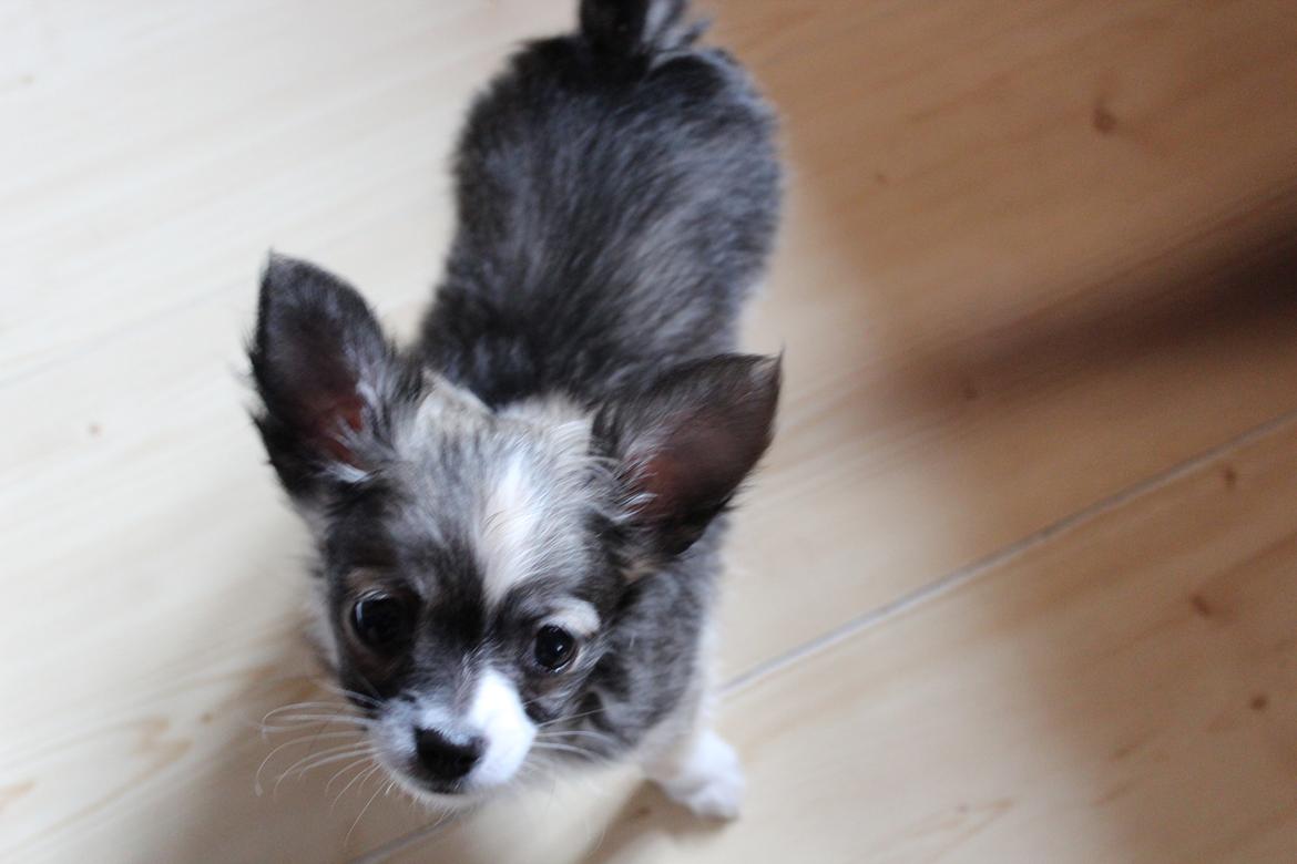 Chihuahua Balou - Min lille chihuahua hvaps - 8 uger. billede 4