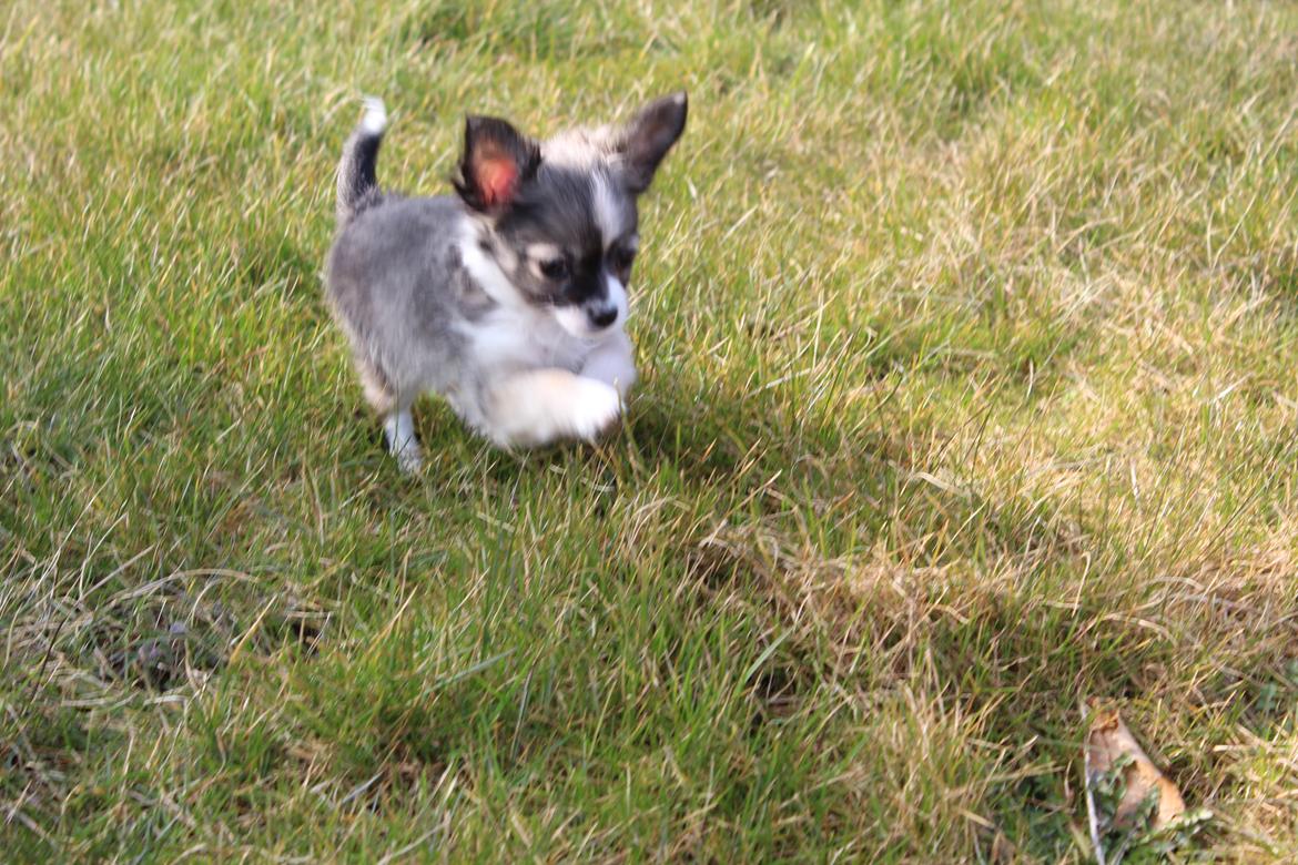 Chihuahua Balou - Min lille chihuahua hvaps - 8 uger. billede 5