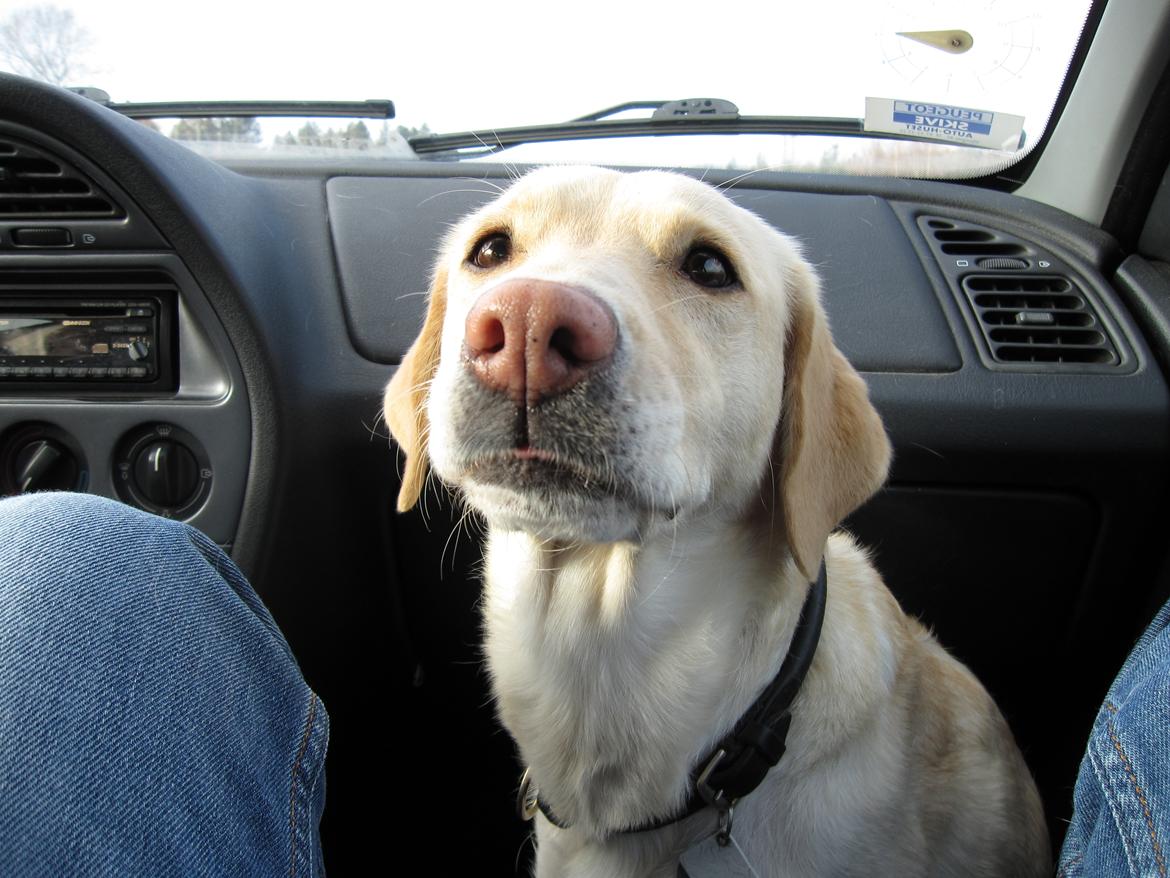 Labrador retriever Donna - "Får jeg en godbid hvis jeg ser sølle ud?;D" billede 2