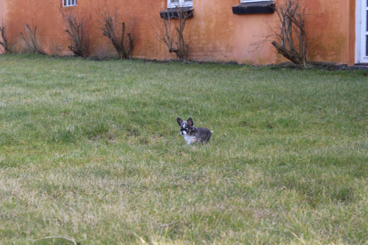 Chihuahua Balou - Min lille chihuahua hvaps - 8 uger. billede 6