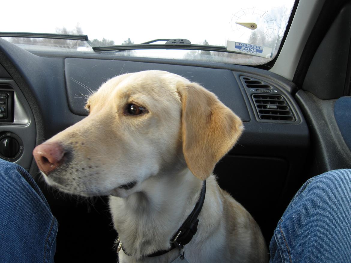 Labrador retriever Donna - "så kan det da barevære ligemeget!":D billede 3