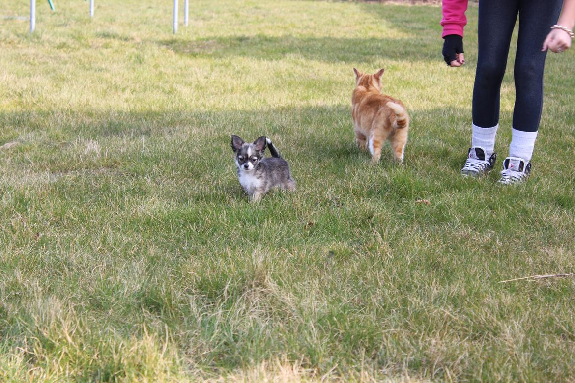 Chihuahua Balou - Min lille chihuahua hvaps - 8 uger. billede 7