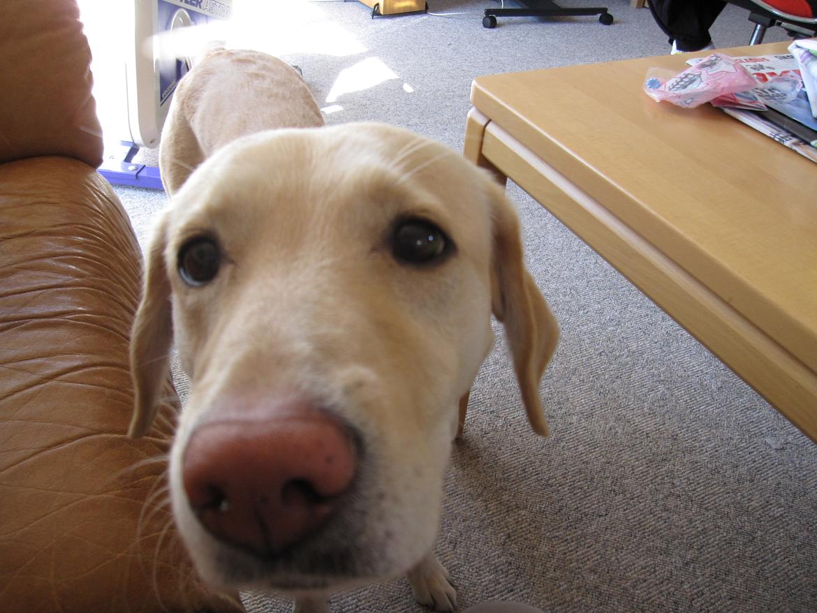 Labrador retriever Donna billede 4