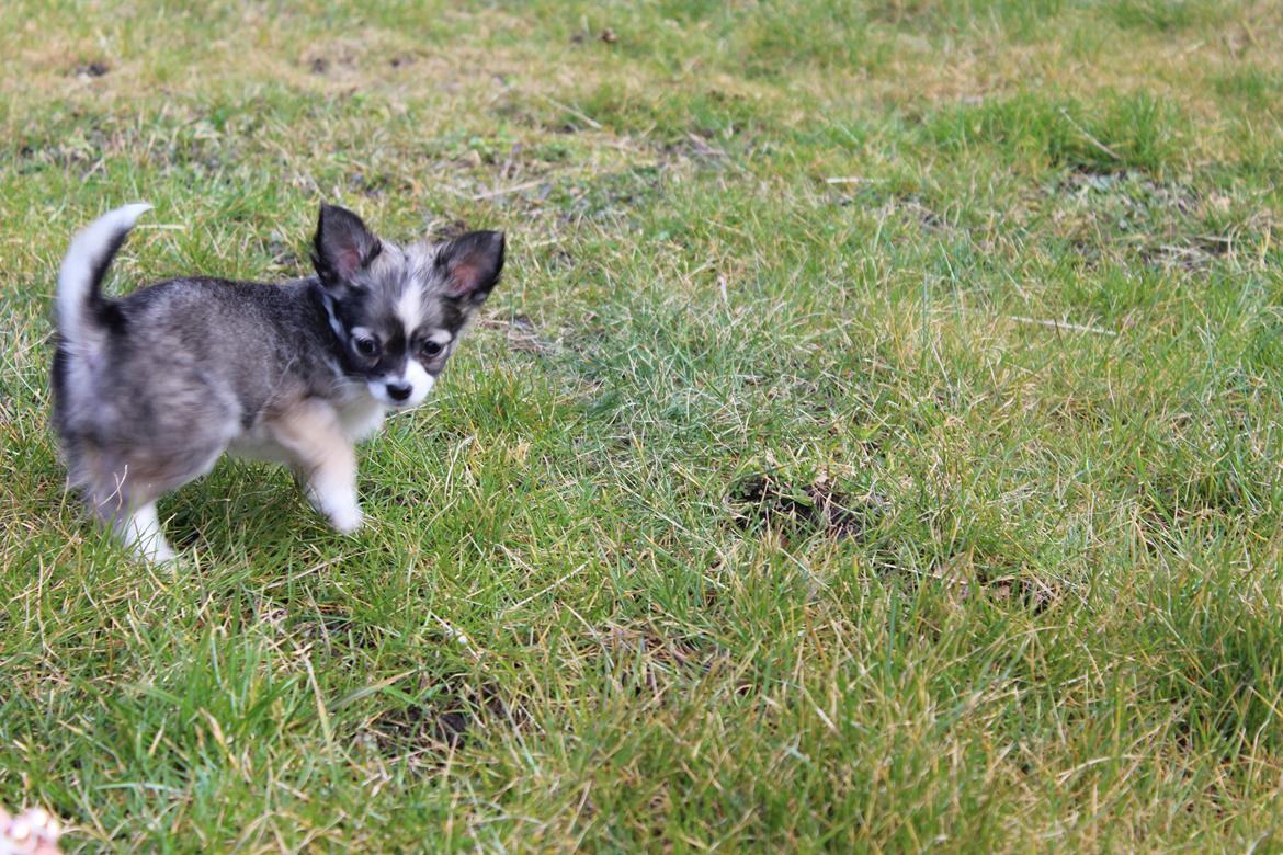 Chihuahua Balou - Min lille chihuahua hvaps - 8 uger. billede 8