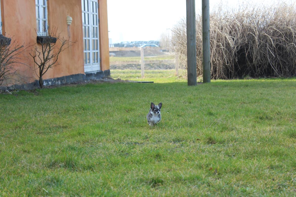 Chihuahua Balou - Min lille chihuahua hvaps - 8 uger. billede 9