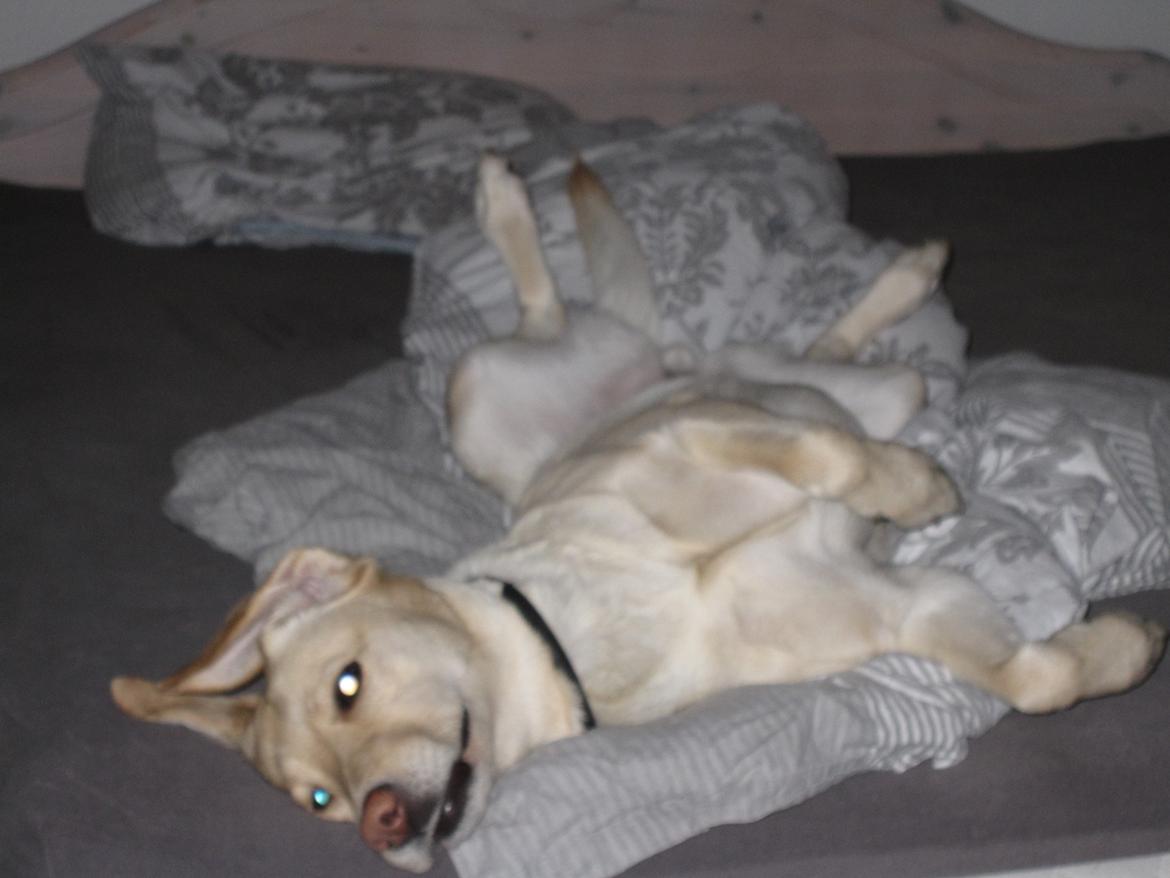 Labrador retriever Donna billede 5