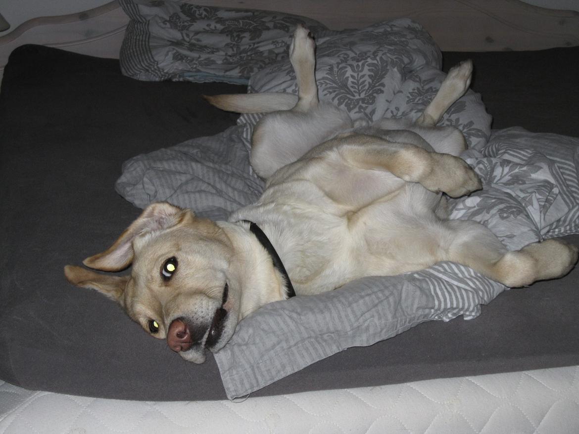 Labrador retriever Donna - "Er jeg ikke sød?":D billede 6