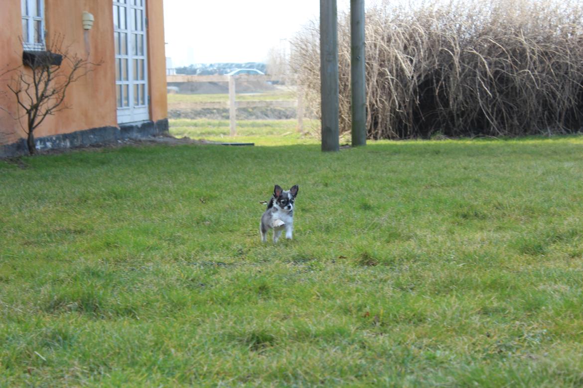 Chihuahua Balou - Min lille chihuahua hvaps - 8 uger. billede 10