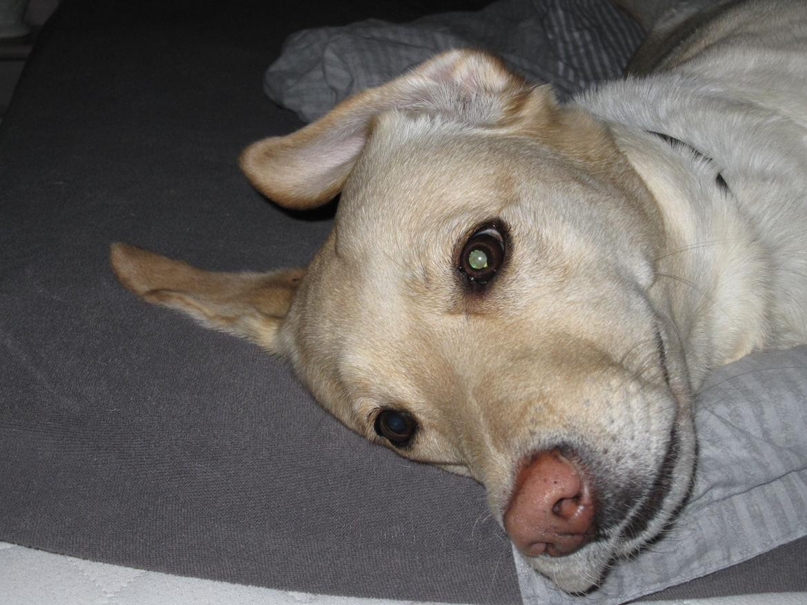 Labrador retriever Donna billede 7