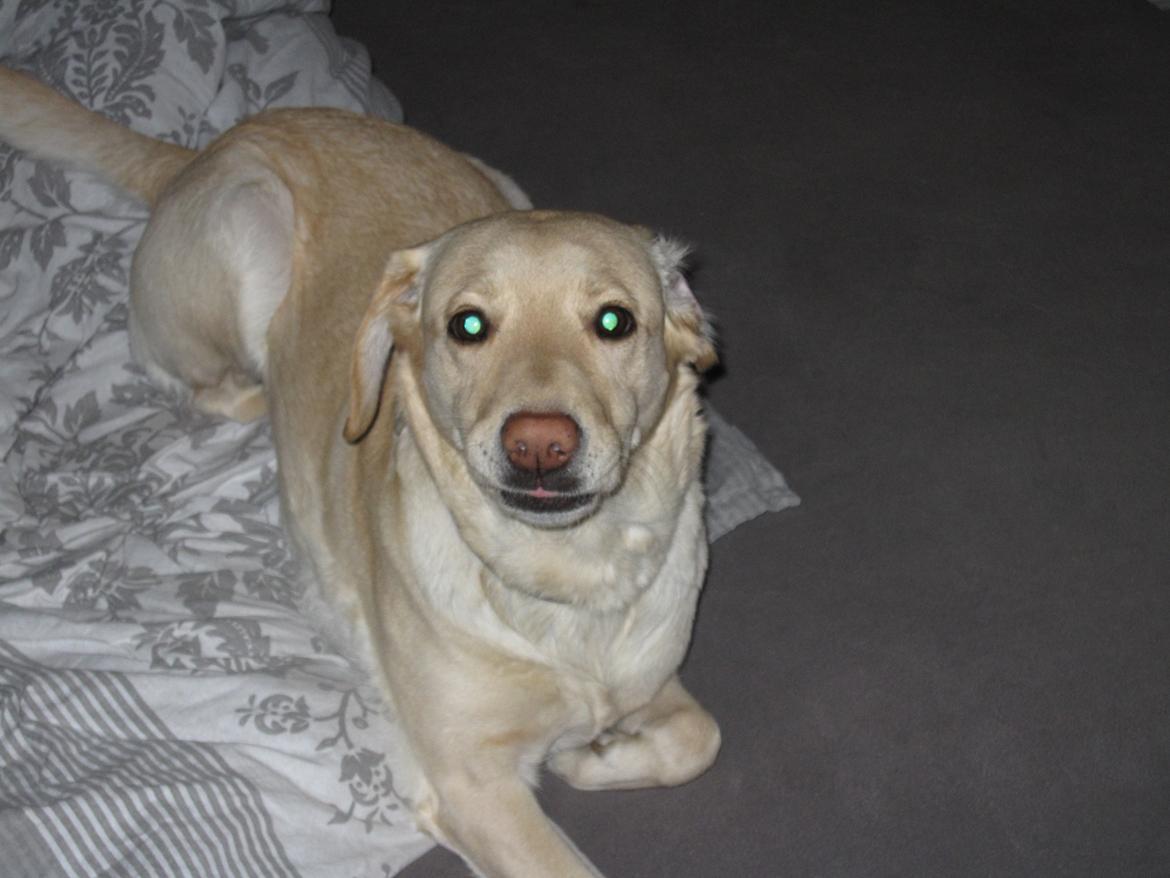 Labrador retriever Donna - Griseøre!;P billede 8