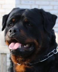 Rottweiler Hobie Vom Hause Luna billede 18