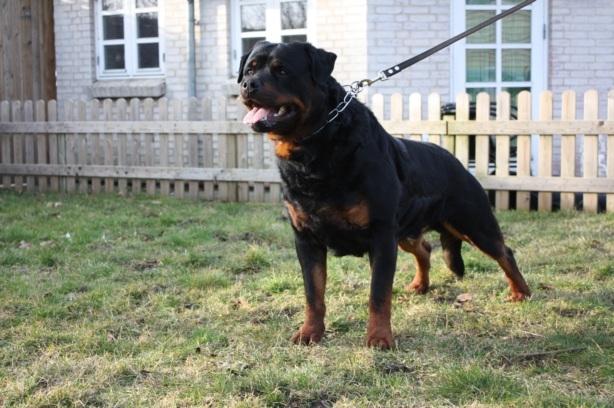 Rottweiler Hobie Vom Hause Luna billede 20