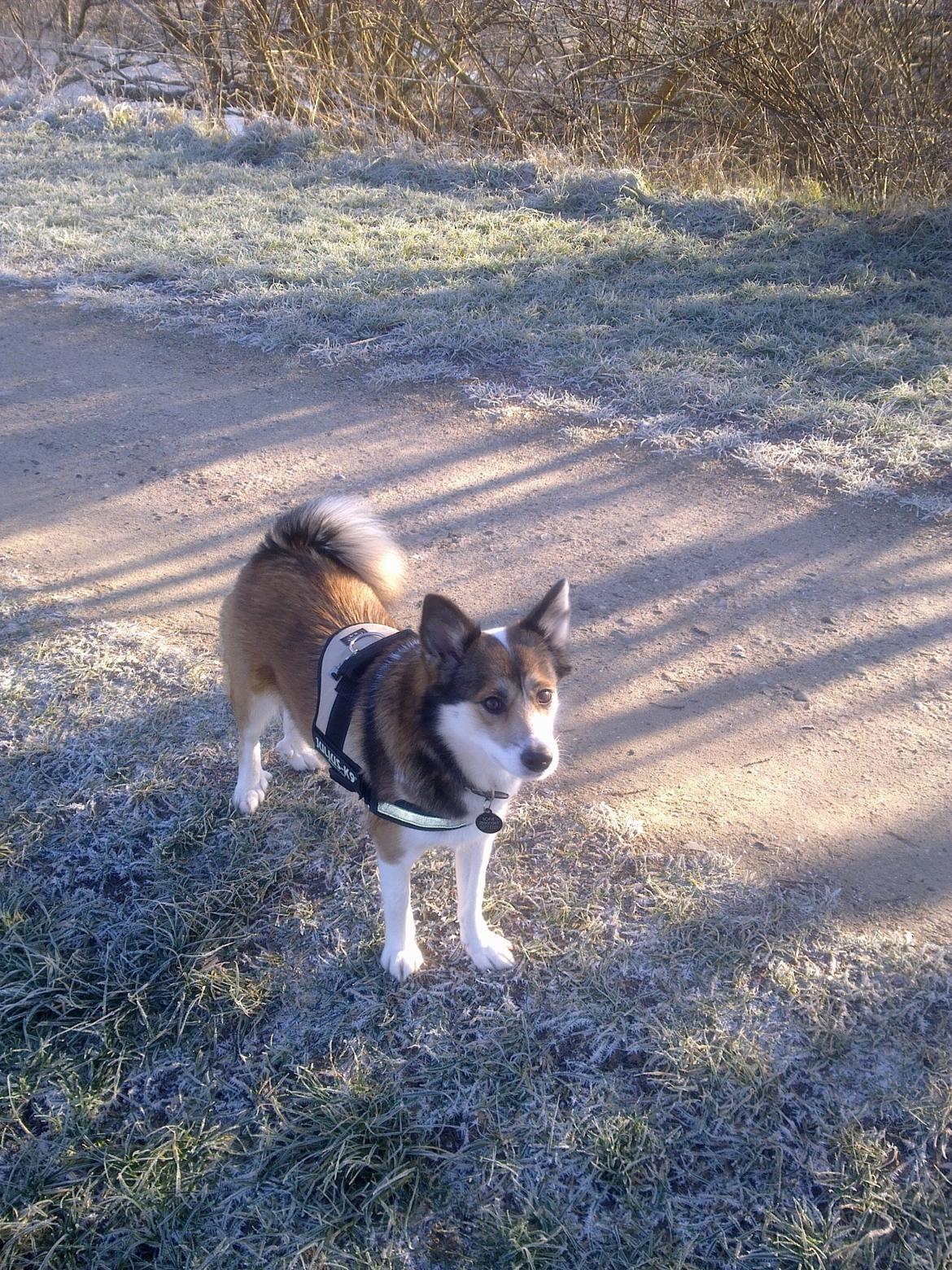 Islandsk fårehund Sofie billede 17