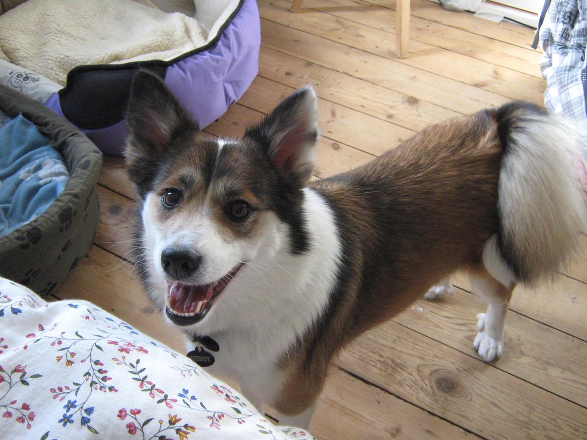 Islandsk fårehund Sofie billede 18