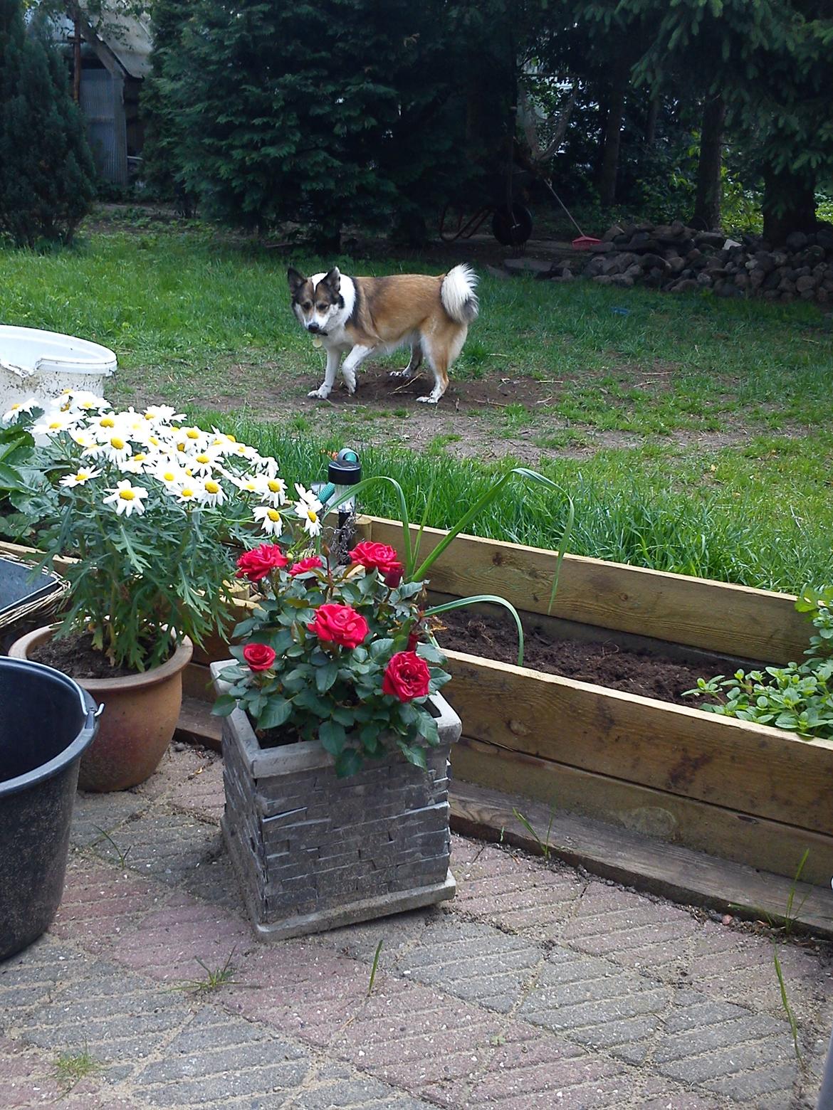 Islandsk fårehund Sofie billede 19