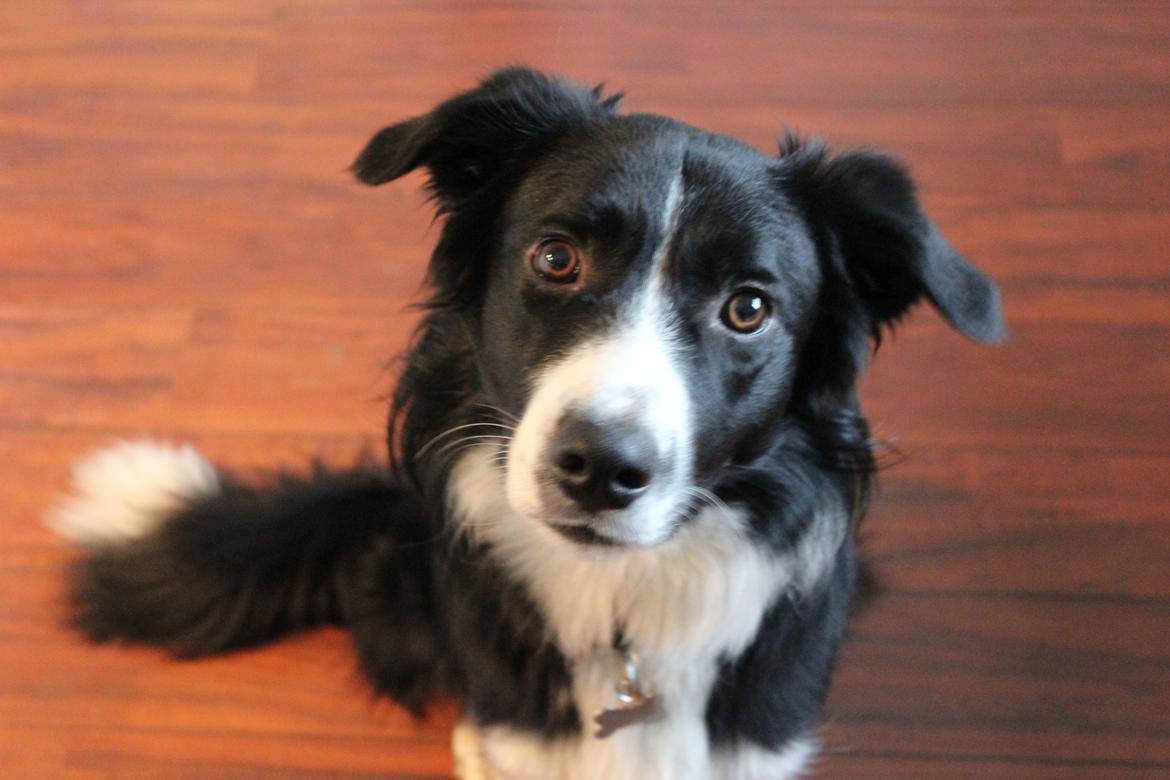 Border collie Bailey billede 19