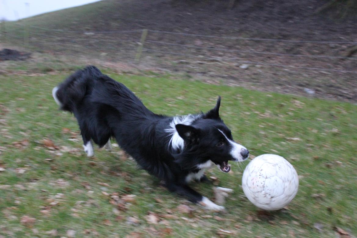 Border collie Bailey billede 20