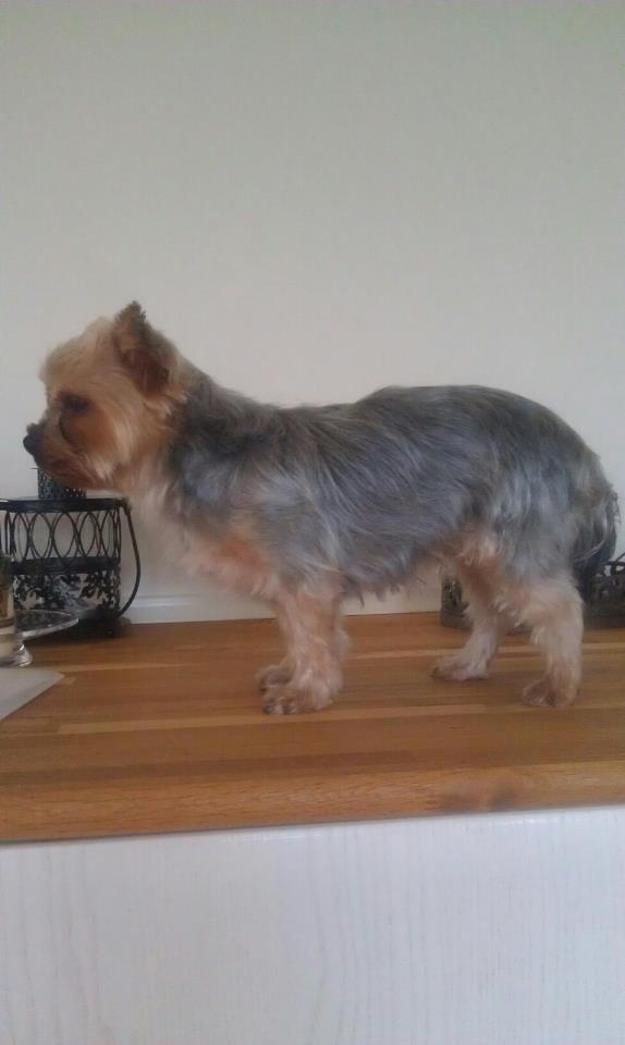 Yorkshire terrier Con´danica Easy Kiss "Ida billede 5