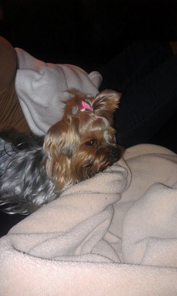 Yorkshire terrier Con´danica Easy Kiss "Ida billede 6