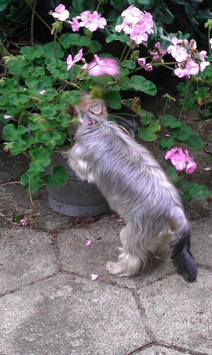 Yorkshire terrier Con´danica Easy Kiss "Ida billede 7