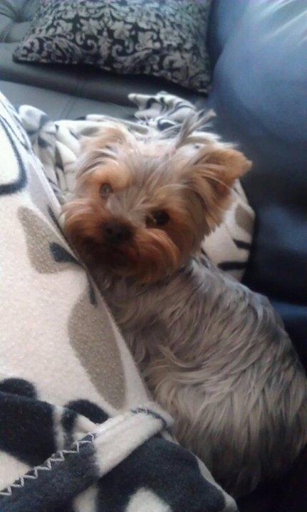 Yorkshire terrier Con´danica Easy Kiss "Ida billede 8