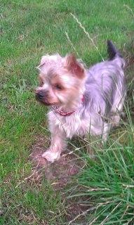 Yorkshire terrier Con´danica Easy Kiss "Ida billede 9