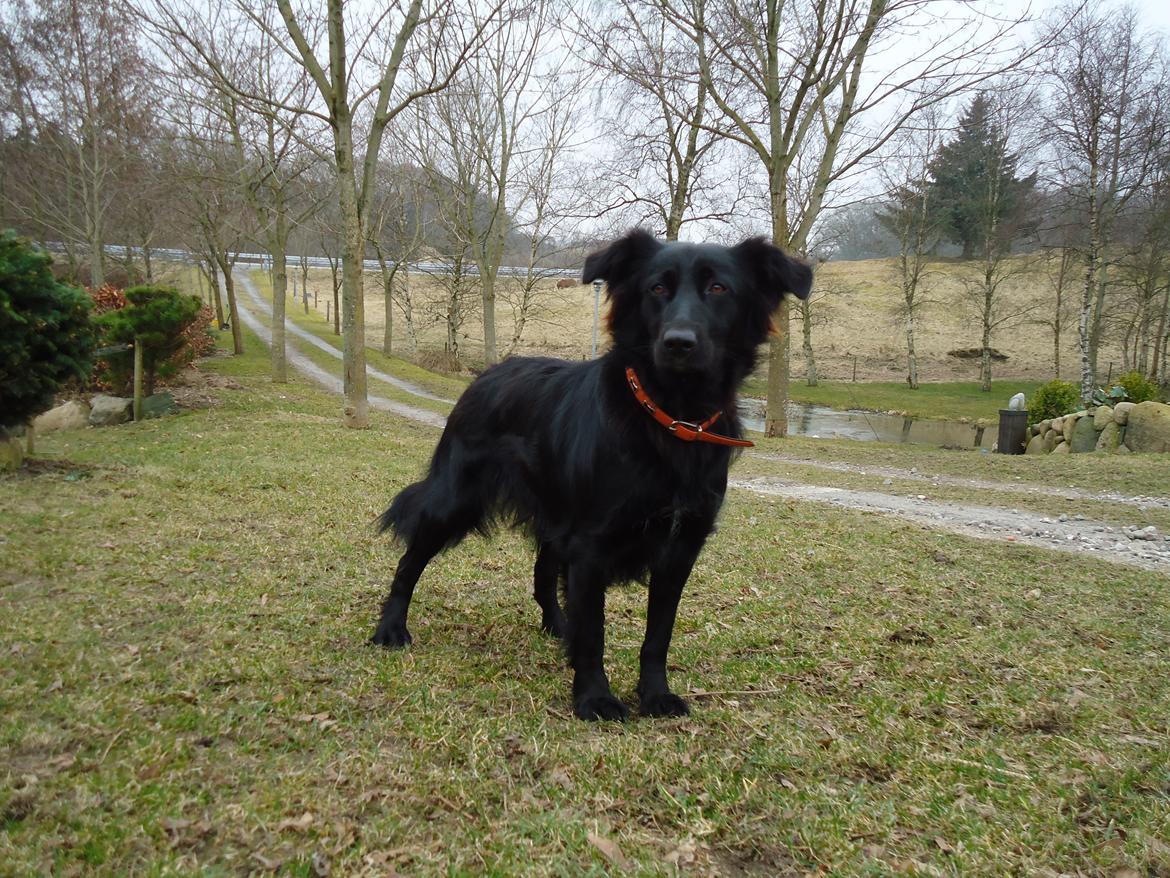 Blanding af racer Luna billede 16