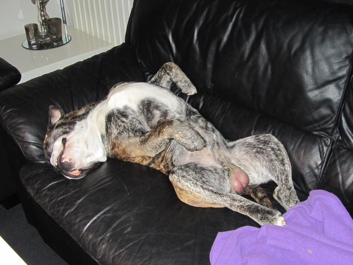 Olde english bulldogge Kingston billede 17