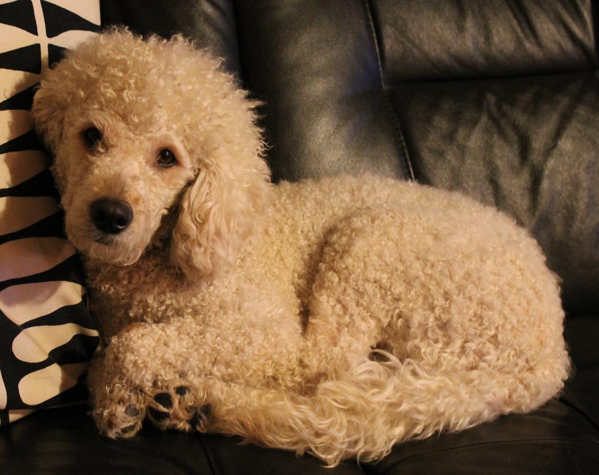 Mellempuddel Karis - Nyeste billede af Karis med nyt kamera - 2012 billede 6