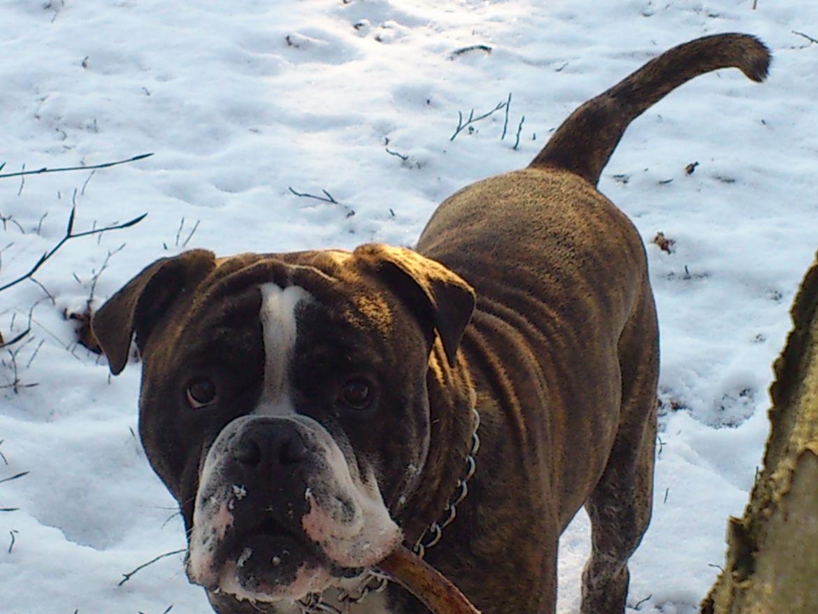 Olde english bulldogge Kingston billede 18