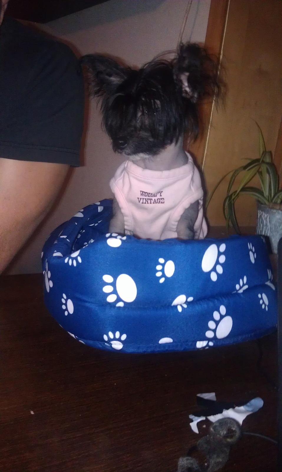 Chinese crested hårløs NuuNu billede 1