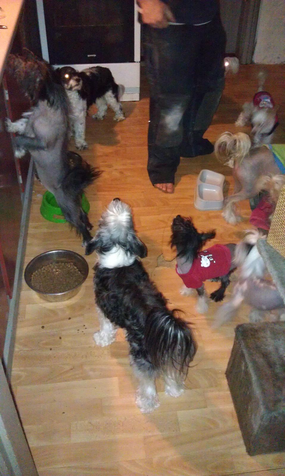 Chinese crested hårløs NuuNu - Mig og alle mine venner :-) billede 2