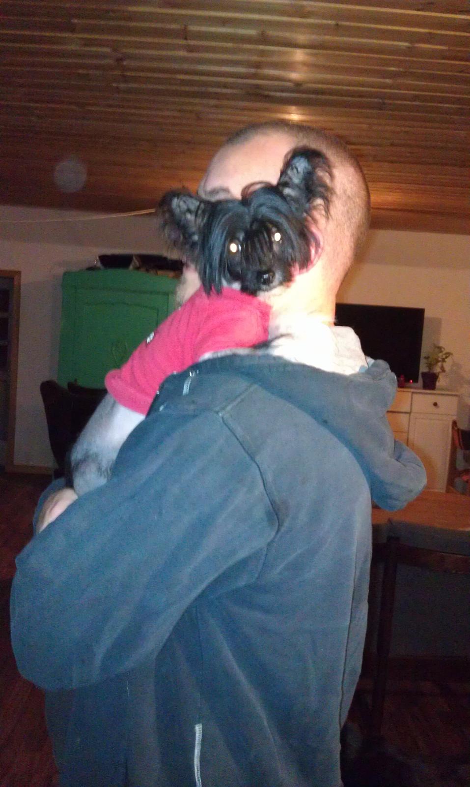 Chinese crested hårløs NuuNu billede 3