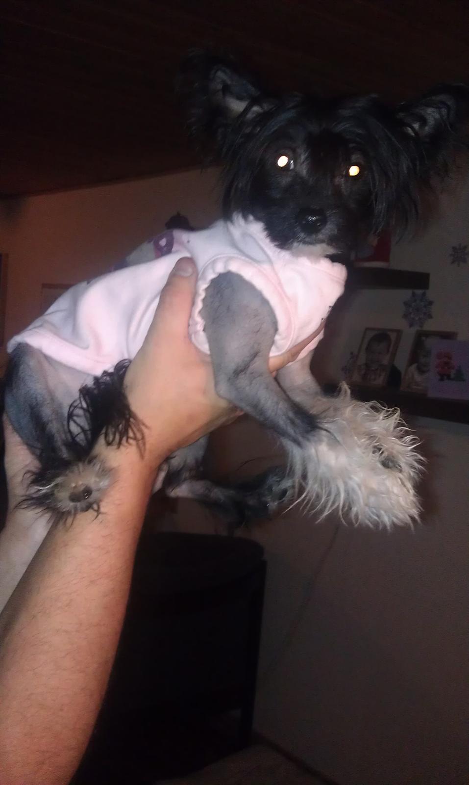 Chinese crested hårløs NuuNu billede 6