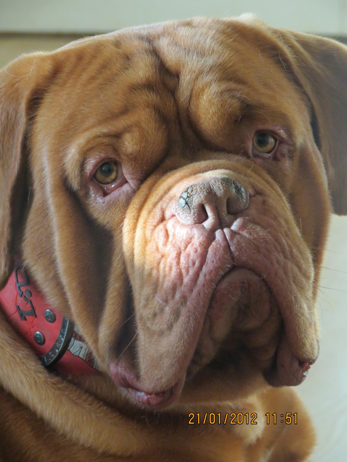 Dogue de bordeaux Meine Rottis DDB Ashley billede 1