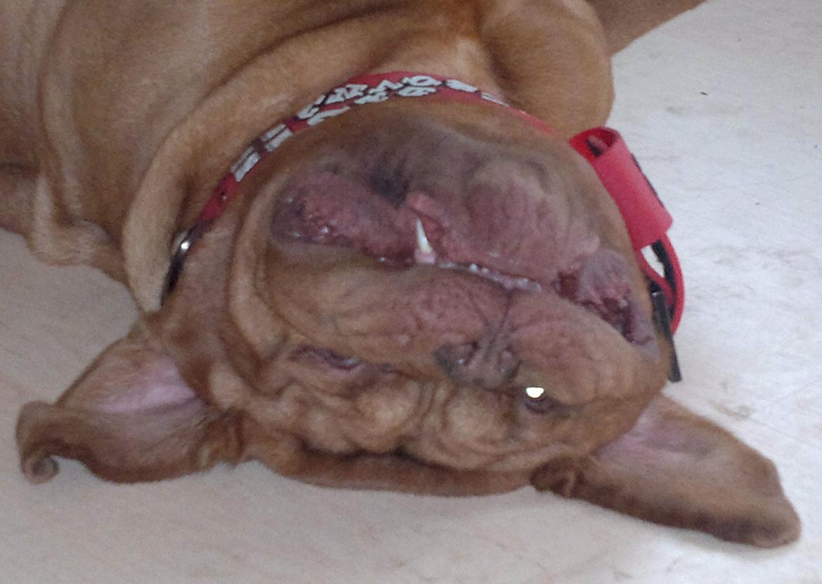 Dogue de bordeaux Meine Rottis DDB Ashley billede 2